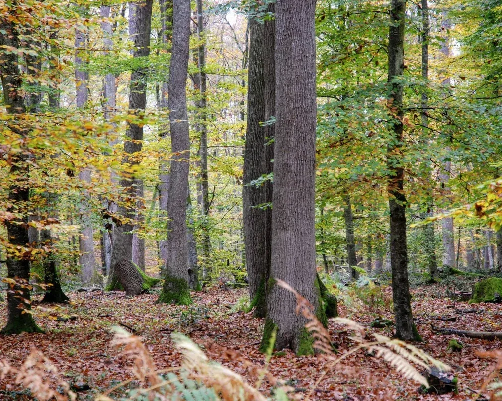 Forêt de Tronçais